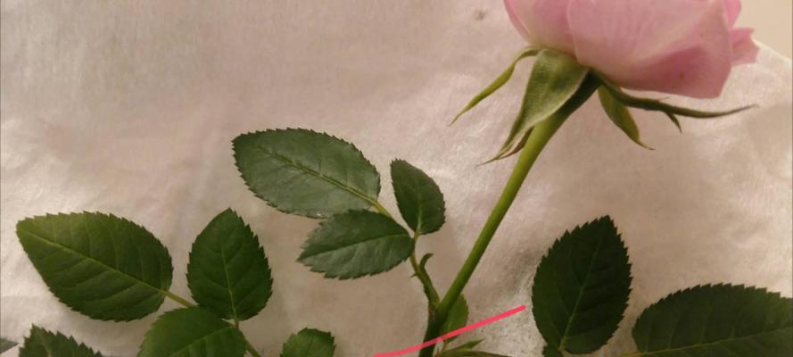 玫瑰花长虫子了怎么办？有哪些有效的处理方法？
