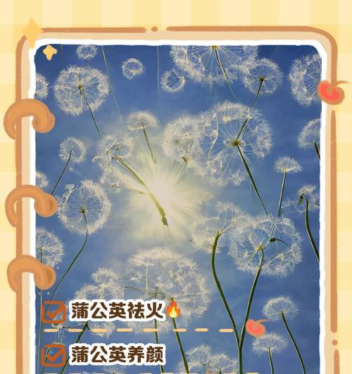 蒲公英的花语与寓意是什么？这朵小花隐藏了什么秘密？