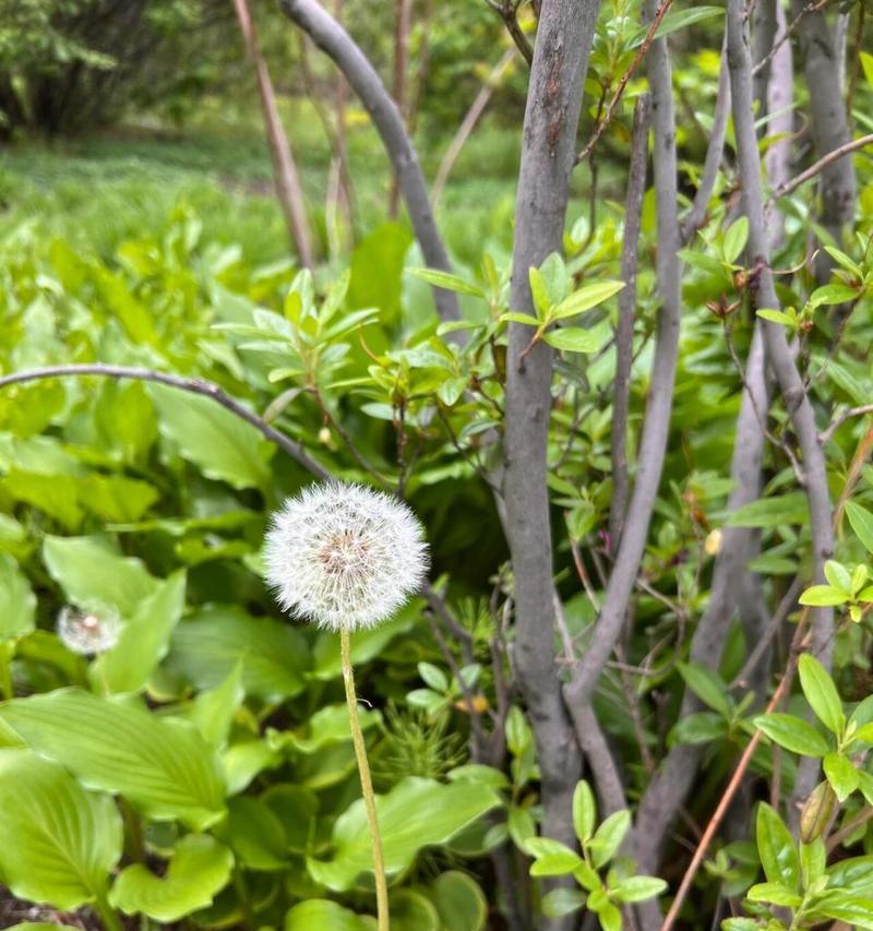 蒲公英的花语与寓意是什么？这朵小花隐藏了什么秘密？