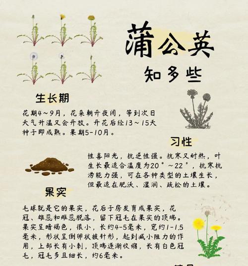 蒲公英的花语与寓意是什么？这朵小花隐藏了什么秘密？