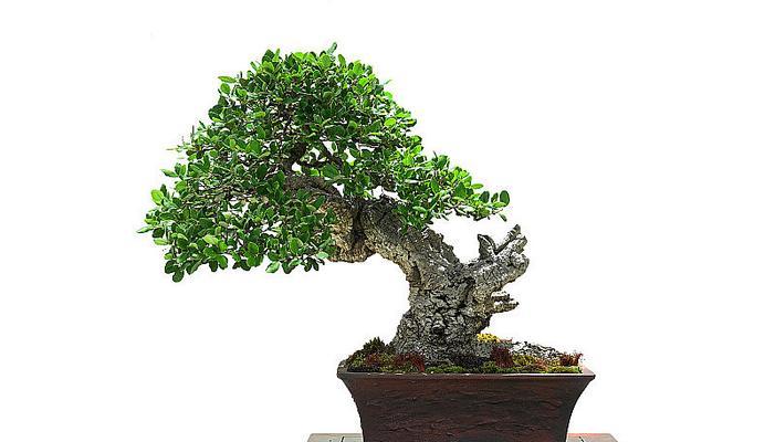 黄杨木盆景养护技巧有哪些？如何保持其美观？