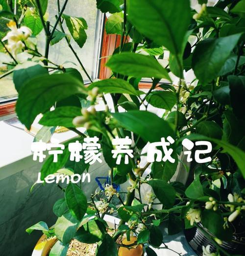 柠檬树需要哪些养护技巧？怎样才能结果？