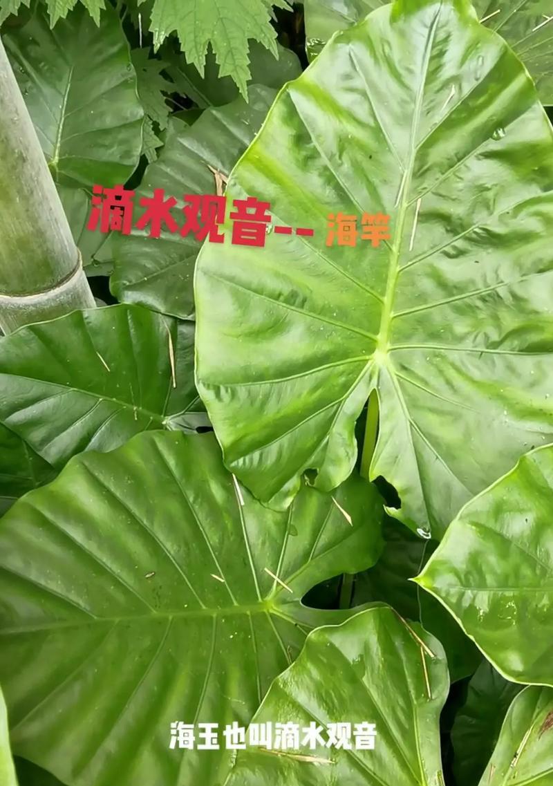 滴水观音的养殖方法？如何保持其健康生长？