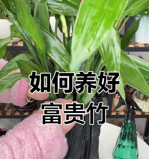 富贵竹无根如何正确养护？