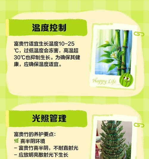富贵竹无根如何正确养护？