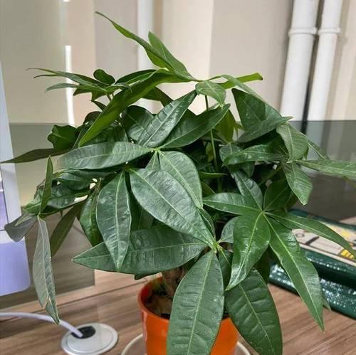 发财树怎么才能发出黄色的光照？如何调整光照条件以改变其颜色？
