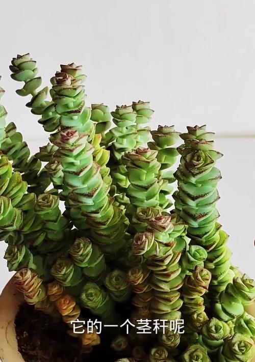 钱串多肉繁殖的正确方法是什么？繁殖后如何管理？