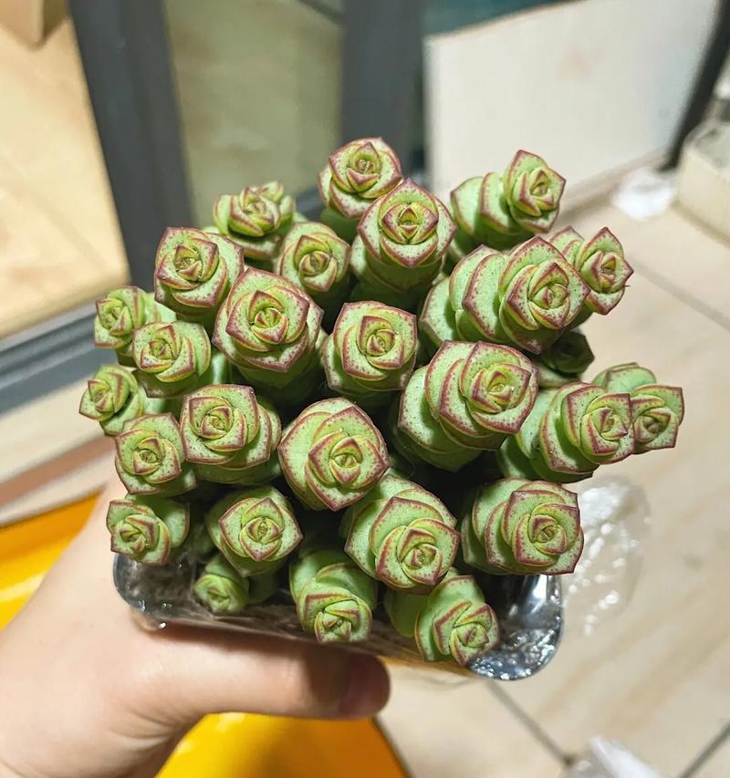 钱串多肉繁殖的正确方法是什么？繁殖后如何管理？