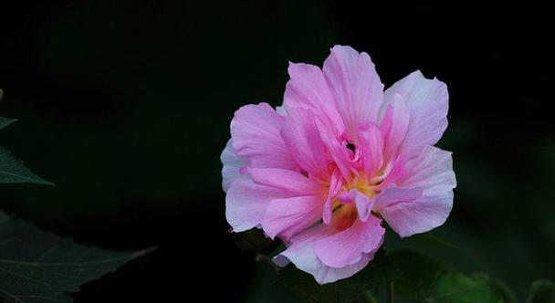 沙鹰的花语与哪种动物相关？它代表了什么？