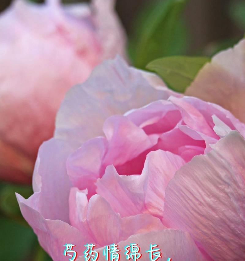 直白真诚的花语代表什么？