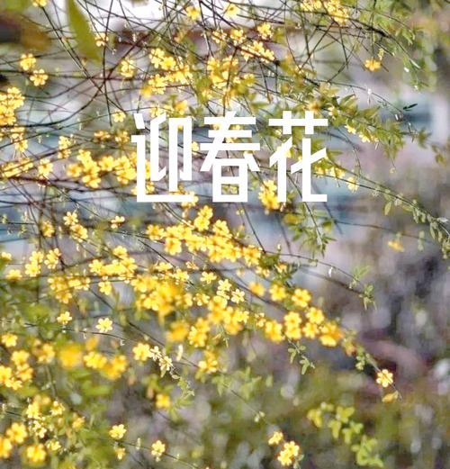 迎春花的花语有哪些？