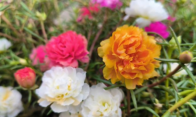 宿根太阳花的特点是什么？如何正确种植和养护？