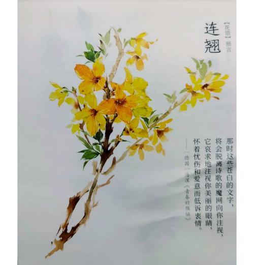 迎春花的花语有哪些？