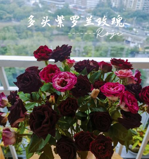 紫罗兰玫瑰传递了哪些信息？