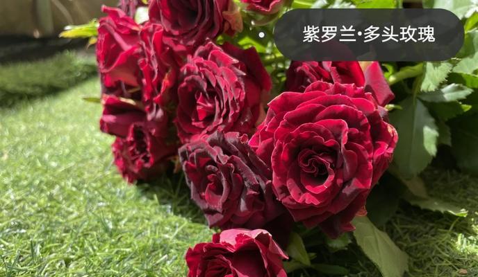 紫罗兰玫瑰传递了哪些信息？
