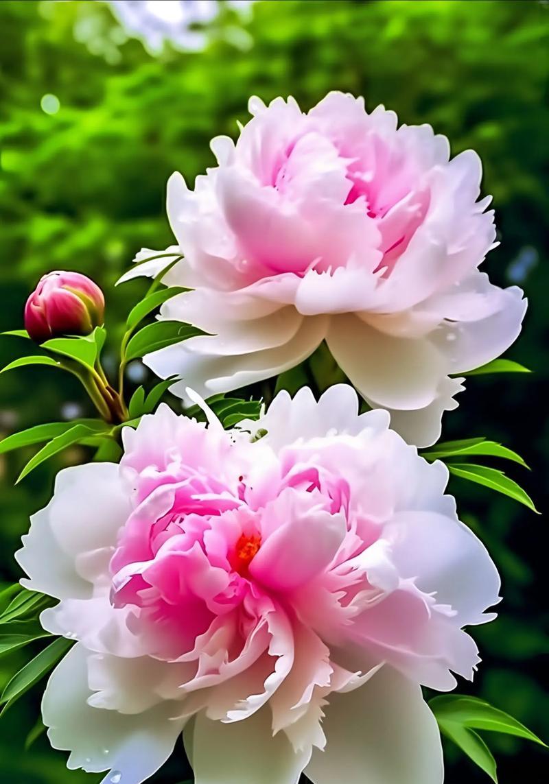 不同颜色牡丹花的花语有何区别？