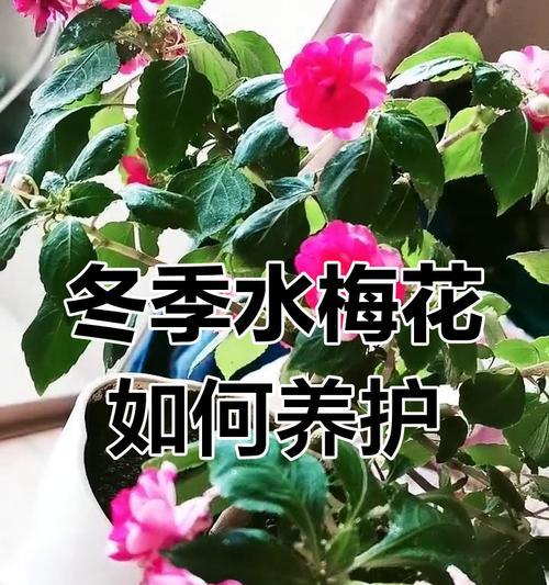 梅花的养殖方法有哪些？如何确保梅花顺利开花？