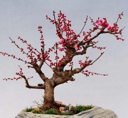 梅花的养殖方法有哪些？如何确保梅花顺利开花？