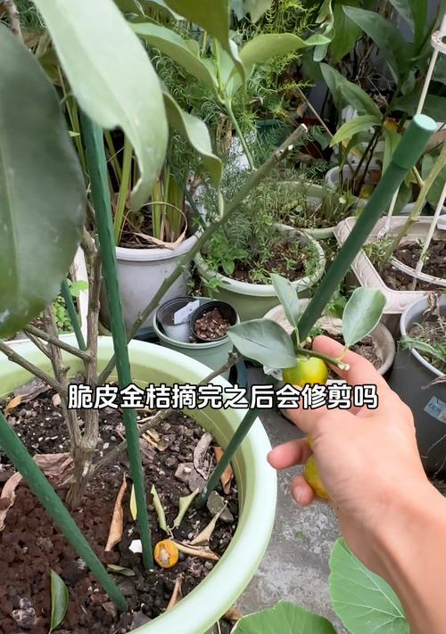 金桔修剪的最佳时间是什么时候？如何修剪以促进果实生长？