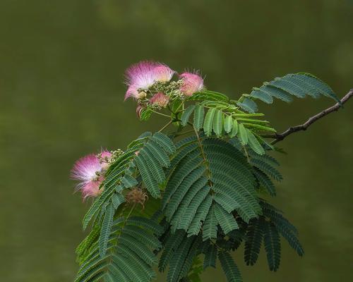 含羞草浇水需要注意什么？多久浇一次水合适？