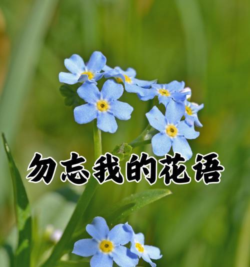 花语“我的眼里全是你”是什么意思？这句话表达了怎样的情感？
