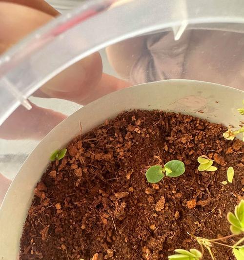 含羞草浇水需要注意什么？多久浇一次水合适？