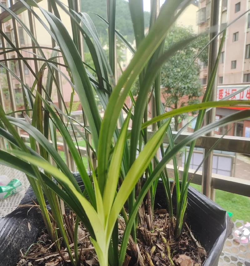 墨兰种植适合哪种土壤？