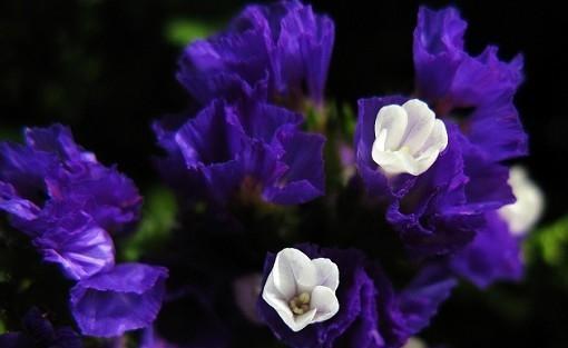罪无可恕的花语有何深层含义？