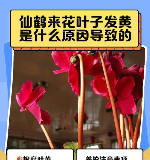 仙客来花朵蔫了怎么处理？怎样恢复生机？