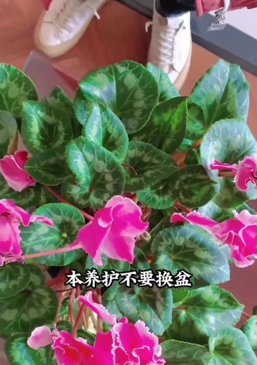 仙客来花朵蔫了怎么处理？怎样恢复生机？