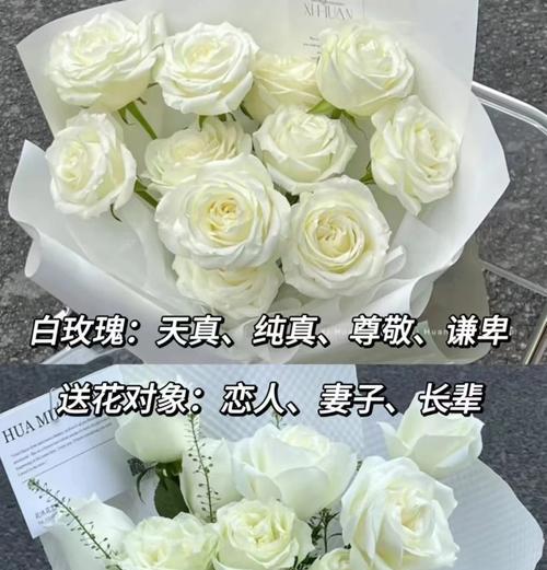 玫瑰花颜色不同寓意有何区别？