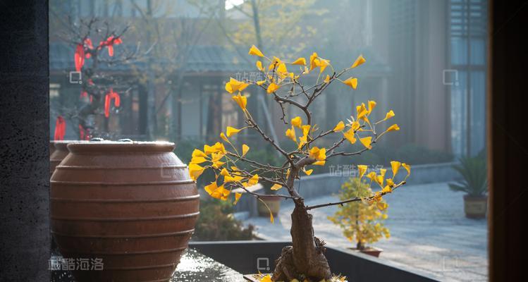 银杏树盆景的摆放位置和养护要点是什么？