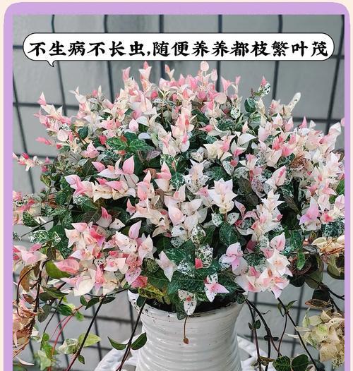 络石盆景如何长粗？有哪些有效的方法？