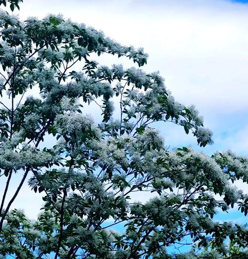 夏天哪些树会开花？如何选择适合夏季的开花树种？