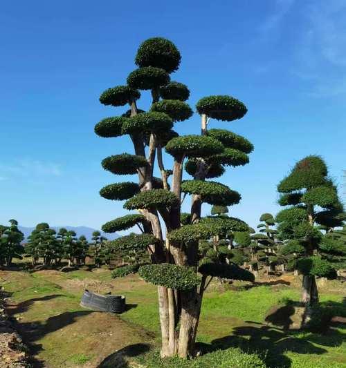 夏天哪些树会开花？如何选择适合夏季的开花树种？