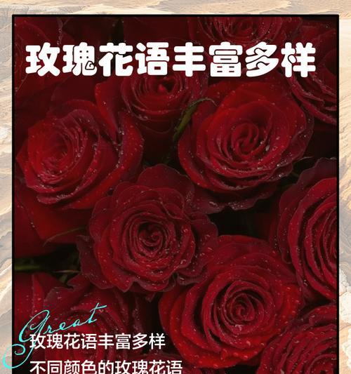玫瑰花颜色变化背后的花语含义？