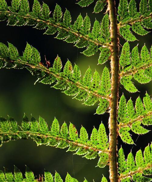 蕨类植物的养护要点和常见问题是什么？