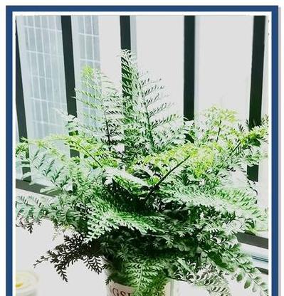 蕨类植物的养护要点和常见问题是什么？