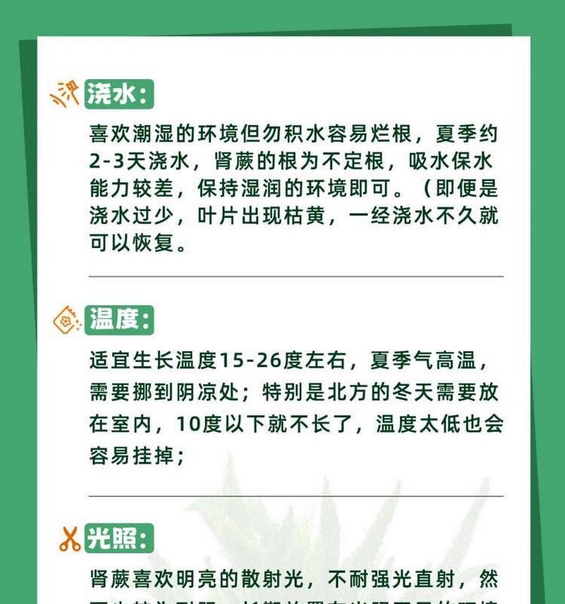 蕨类植物的养护要点和常见问题是什么？