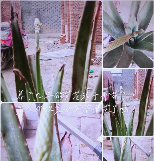 移栽芦荟有什么技巧？怎样才能确保移栽成功？