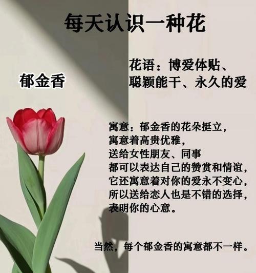 欣赏好友时应选择哪种花？它的花语有何寓意？