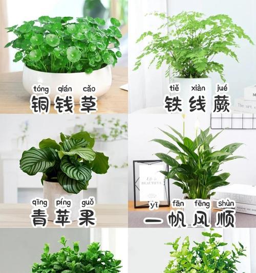 室内绿植怎么养才能长得好？需要多久浇水一次？