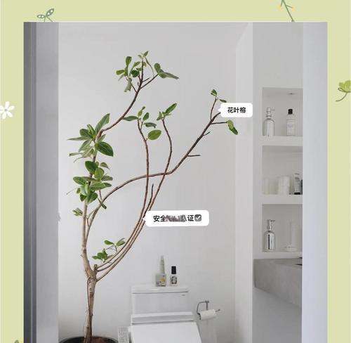 室内绿植怎么养才能长得好？需要多久浇水一次？