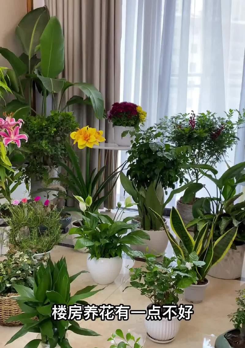 室内绿植怎么养才能长得好？需要多久浇水一次？