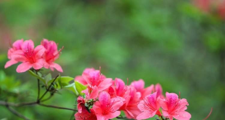 杜鹃花花语是什么？它有什么功效？