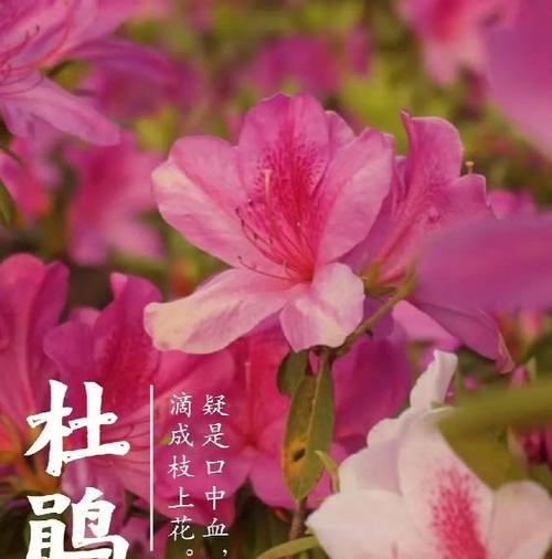 杜鹃花花语是什么？它有什么功效？