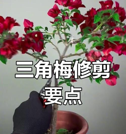 花草修剪的最佳时机是什么时候？修剪后如何促进快速恢复？