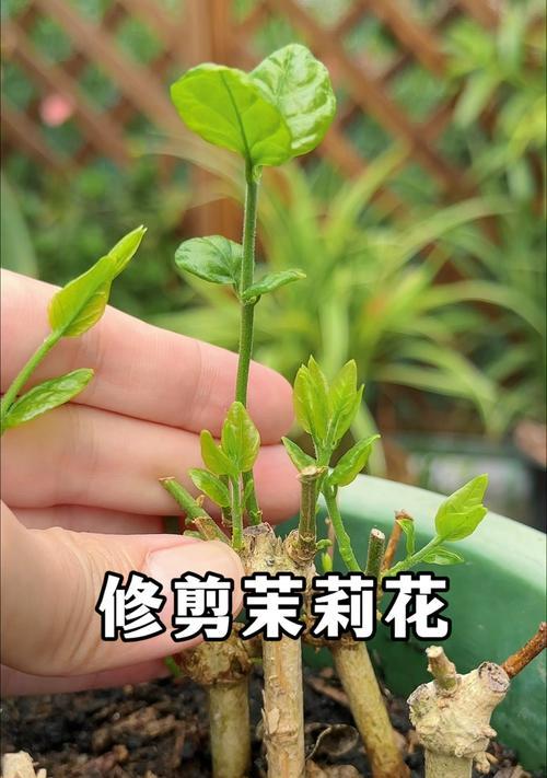 花草修剪的最佳时机是什么时候？修剪后如何促进快速恢复？
