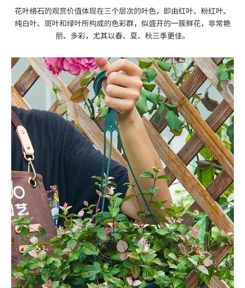 五彩络石的养殖技巧有哪些？如何保持其颜色鲜艳？