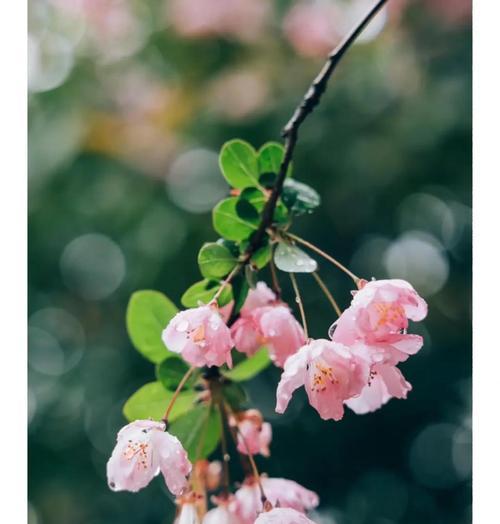 苦恋之类的花语有哪些？它们代表了怎样的情感？